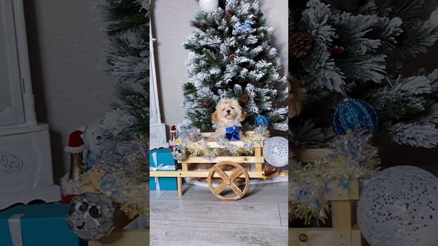 Мальтипу Корея невероятно сладкий мальчик, яркий невероятно красивый с набивной шубкой ?плюшевый . смотреть онлайн