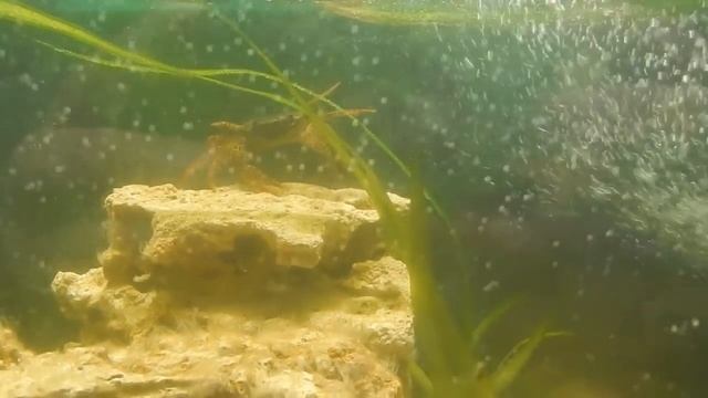 Королевские апартаменты. смотреть онлайн