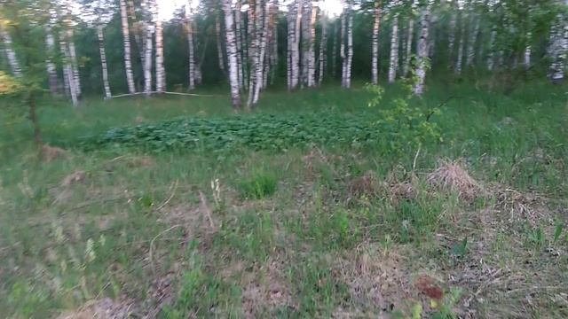 Прогулка с собакой по Сибирскому лесу