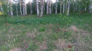 Прогулка с собакой по Сибирскому лесу