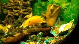 Малавийские цихлиды + анциструсы + таракатум