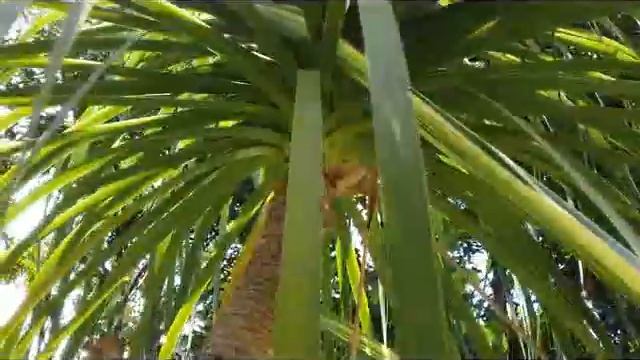 Nolina - Ponytail Palm Tree - Beaucarnea recurvata (elephant's foot palm) смотреть онлайн