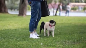 Встреча мопсов в Москве 18-19 июля. Мопсы играют, бегают // Pugs meeting