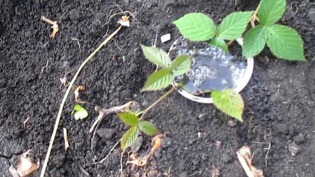 КАК РАЗМНОЖИТЬ  ЕЖЕВИКУ? САМЫЙ ПРОСТОЙ СПОСОБ