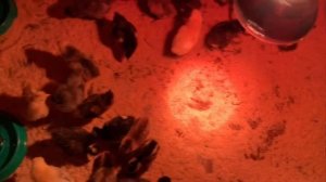 Инкубация куриных яиц от А до Я | Вывод, кормление и уход за цыплятами