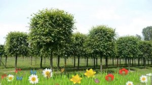 Липа европейская Паллида ? Обзор: посадка и уход. крупномеры липы Паллида: описание и особенности