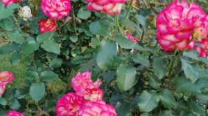 Rose Leo Ferré