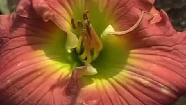 Лилейник daylily PERFECT PINK PORCELAIN смотреть онлайн