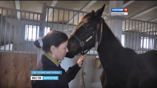 Специалисты Россельхознадзора осмотрели новых племенных лошадей волгоградского конезавода смотреть онлайн