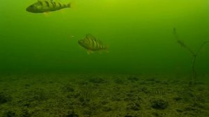 Underwater camera.Ice fishing. Perch on mormyshka