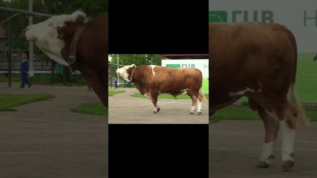 Красивым быть не запретишь)