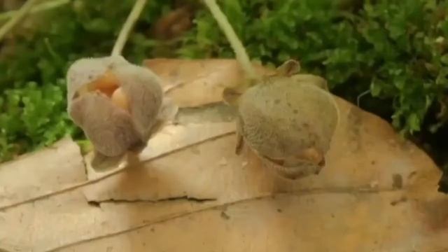 Редьярд Киплинг - Тысячный смотреть онлайн