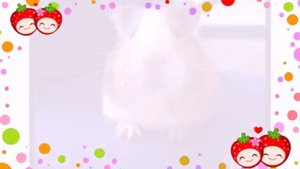 Морские свинки милахи!!!!!