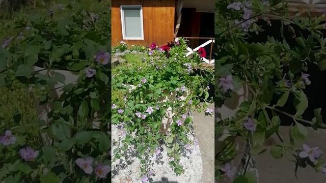 Ампельный цветок Бакопа (Bacopa).?