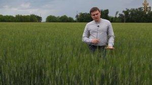 Сорта твёрдой пшеницы и полбы обеспечивают здоровье нации.