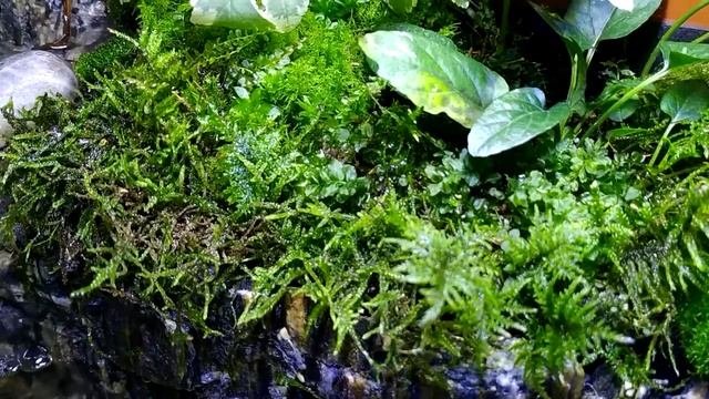 палюдариум с водопадами.