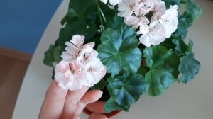 Diane Louise пеларгония