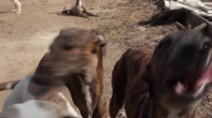 Грейхаунда (английской борзой) щенки.