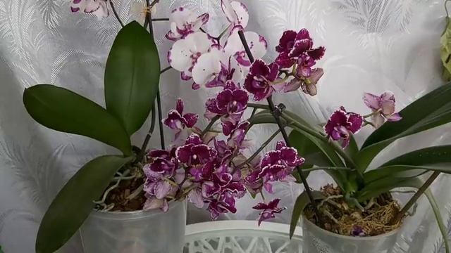 Капни Это в горшок и ОРХИДЕЯ будет Цвести Круглый ГОД Пышными ГРОЗДьЯМИ смотреть онлайн