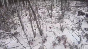 ОХОТА НА КОСУЛЮ НАРЕЗКА ЛУЧШИХ МОМЕНТОВ DEER HUNTING BEST MOMENTS
