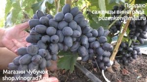 Виноград Черный кристалл ягоды от 20 гр. Пузенко Наталья Лариасовна