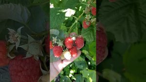 Малина Феномен