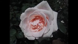 薔薇「メルヘンケニギン」×ROSE「Marchen Konigen」