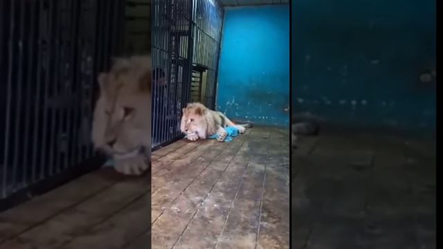 RELAXING ?LION?, relaxation minutes... / минуты релаксации