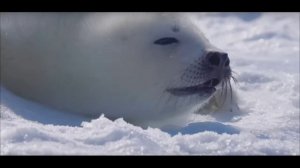 Белёк белый няшка