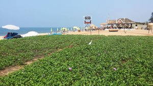 ГОА-24г. Отель "Santana Beach Resort". На пляже, 1-й день. Волны. Цапли на пляже.