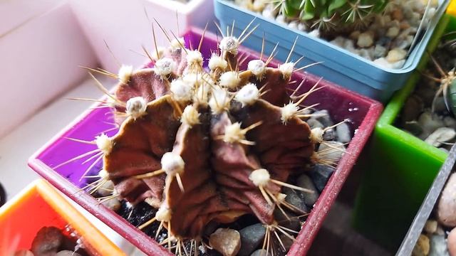 Цветение Кактусов. Обзор моих кактусов. Уход за кактусом.