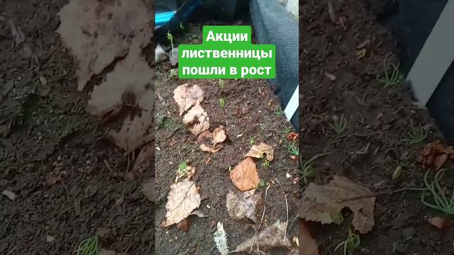 #семена лиственницы пошли в рост. Лучшие вложения. смотреть онлайн