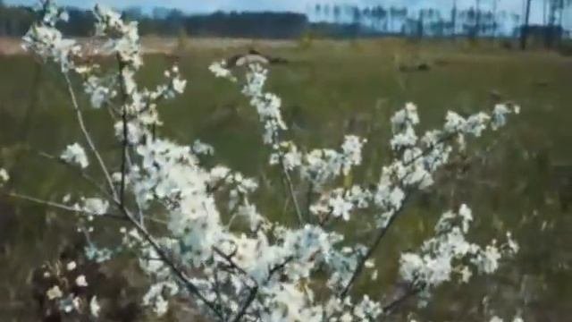 День свободы