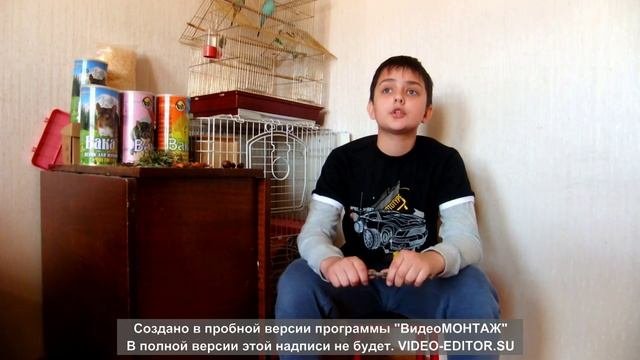 Чем кормить шиншилл в домашних условиях, питание шиншилл.