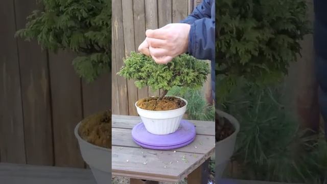 Кипарисовик предбонсай #shorts #bonsai #garden  #gardening #бонсай #кипарисовик @Studio.Bonsai