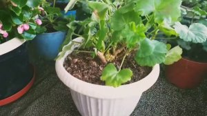 #23#пеларгония заболела# КОРОНЧАТЫЙ ГАЛЛ#