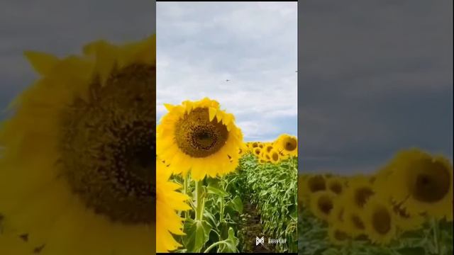 песня подсолнухи поёт Наташа Королёва смотреть онлайн