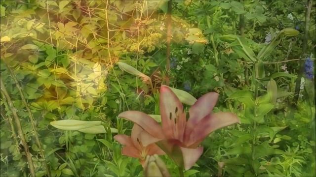 Чудесные ЛИЛИИ и Лилейники на даче в Нальчике.??? Лето 2020 ✅ смотреть онлайн