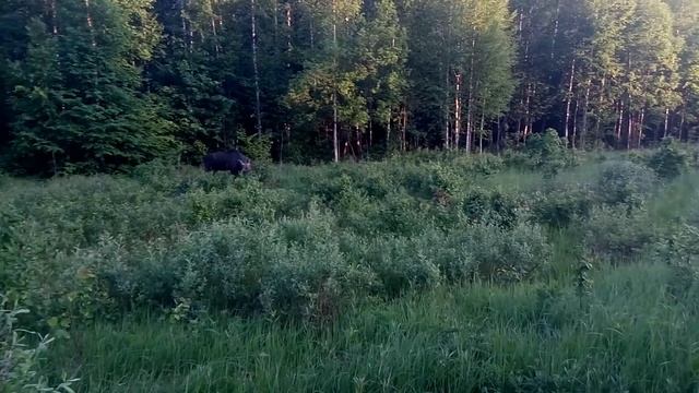 Лосиха с лосенком "ЛОСИНЫЙ ОСТРОВ" 31.05.2016 смотреть онлайн