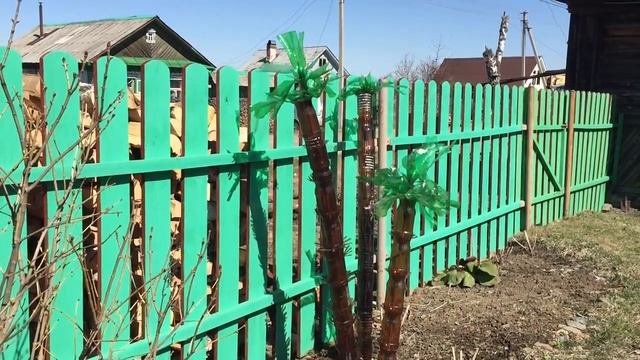 Как вырастить пальму в огороде