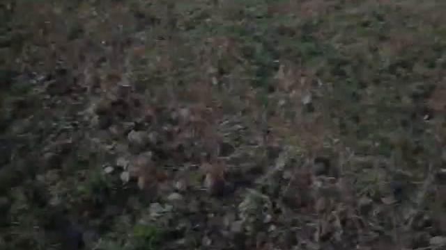 Обрізання ремонтантної малини сорт поляна тримером смотреть онлайн