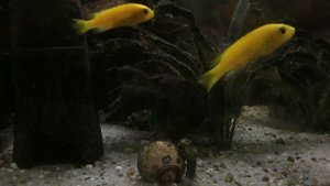 Yellow Fish Aquarium| Malawi cichlids Labidochromis caeruleus Yellow| Relaxing Music| Лабидохромис