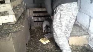 Вьетнамские поросята// Кормим на здоровье//
