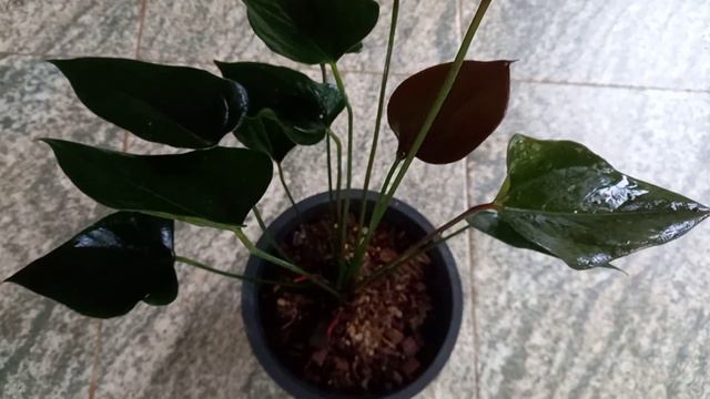 Anthanisia Brown Anthurium 🌷🌷 смотреть онлайн