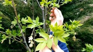 Клекачка (Джонджоли). Садовые растения для гурманов.