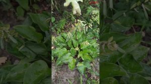 вирус хосты часть 2.