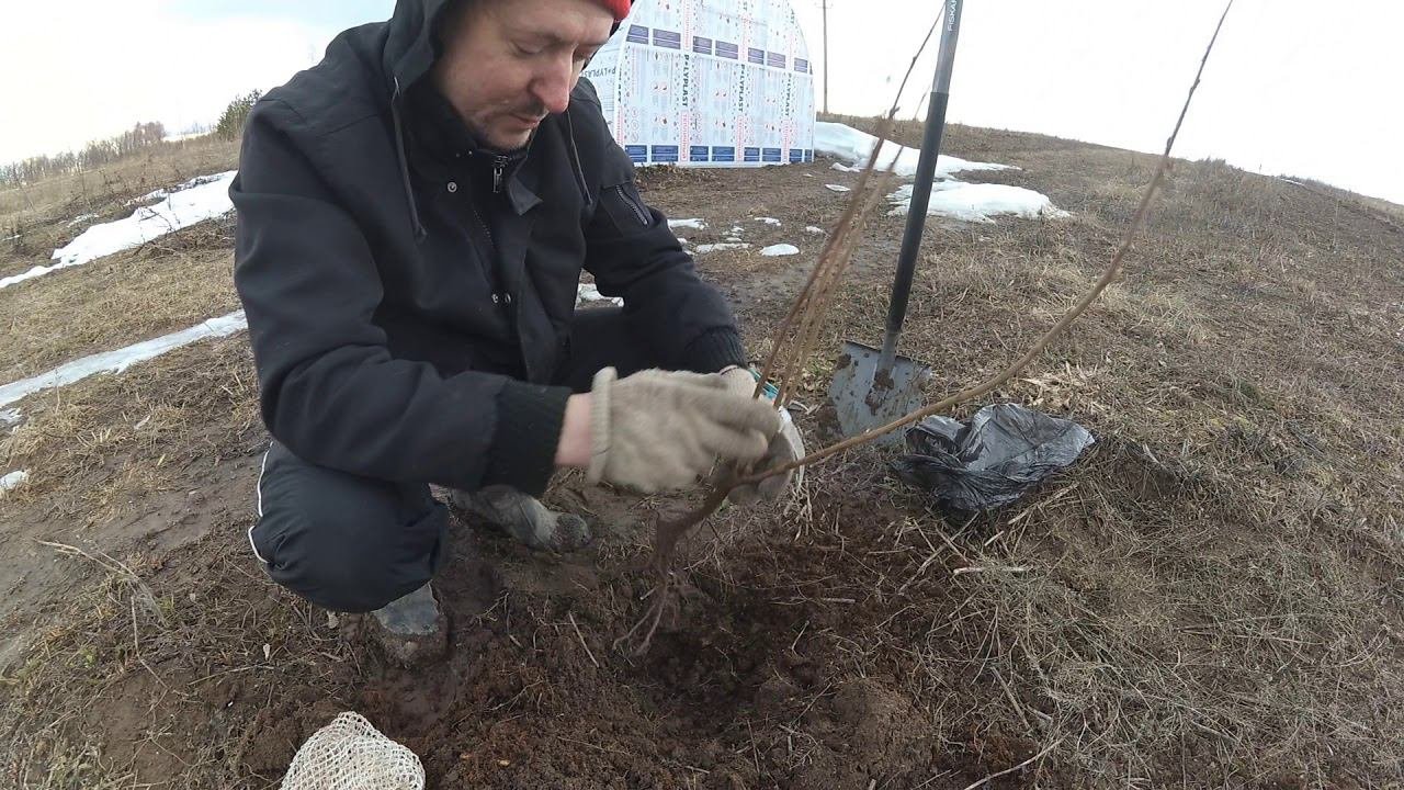 Самый главный СЕКРЕТ при посадке СМОРОДИНЫ. Выбирайте саженцы правильно!