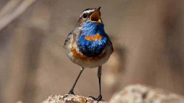 Тест: птицы садового участка. Насколько хорошо вы знаете пернатых, живущих в саду? смотреть онлайн