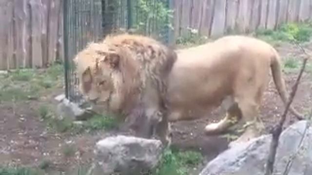 Игривое львиное семейство! смотреть онлайн