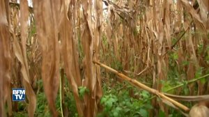 Cet agriculteur se passe de pesticides. Et il gagne bien mieux sa vie...